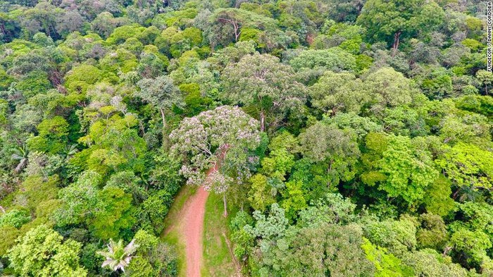 Upaya Internasional Kosta Rika dalam Pelestarian Hutan Hujan
